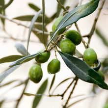  Green Arbosana Extra Virgin Olive Oil - (Mild) Spain 2023