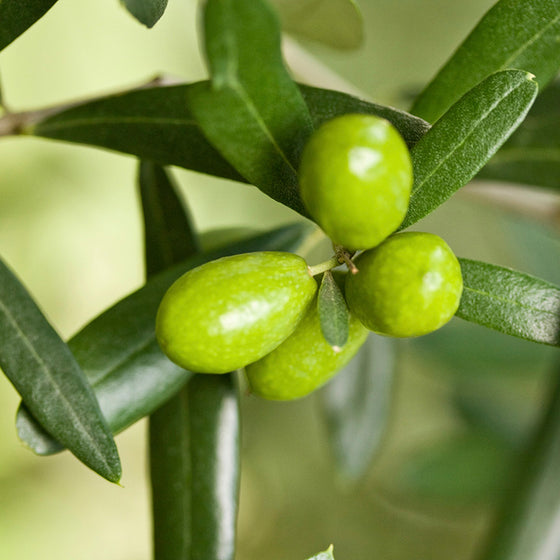 Coratina Extra Virgin Olive Oil (Robust) - Peru 2025