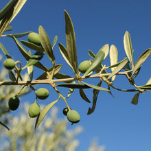  Cornicabra Green Olive