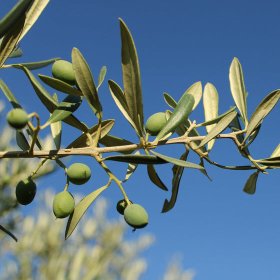 Cornicabra Green Olive