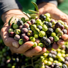  Criolla Extra Virgin Olive Oil (Robust) - Peru 2023