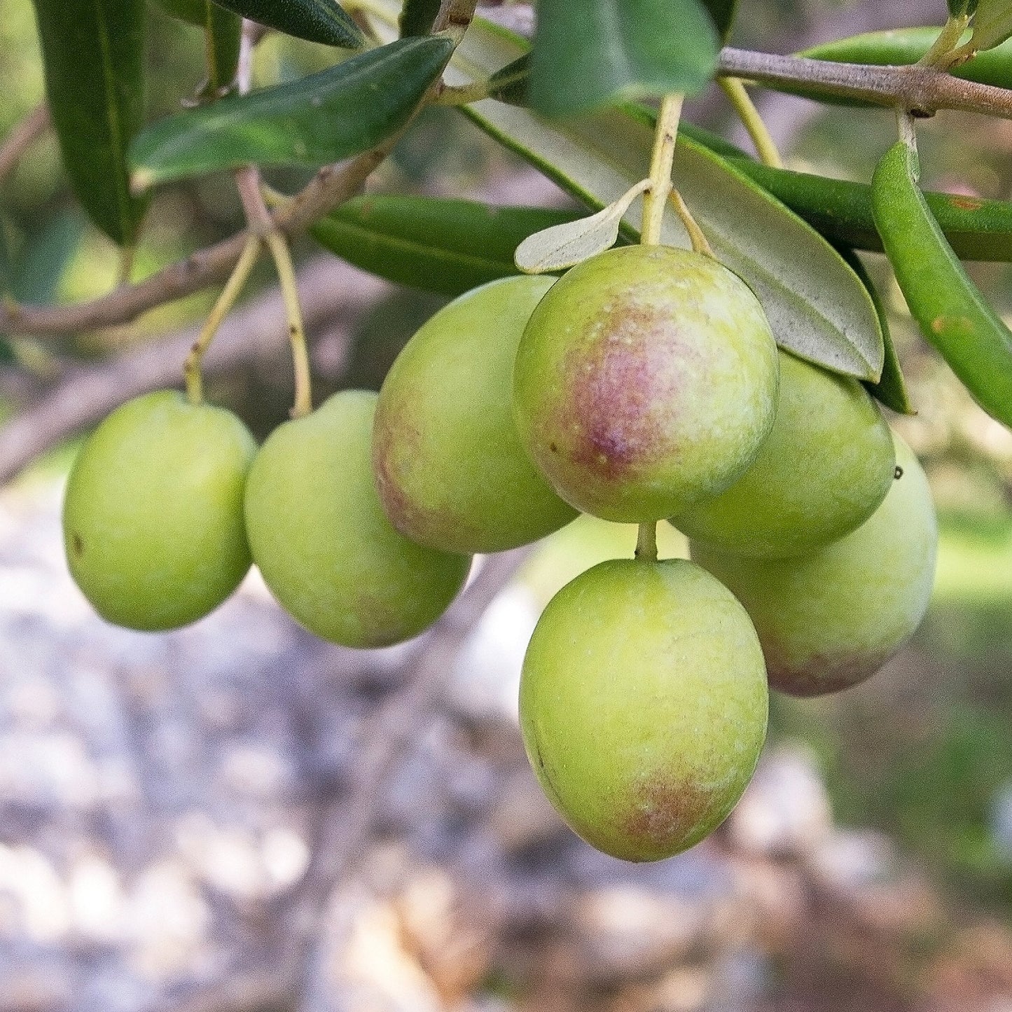Arbequina Extra Virgin Olive Oil (Delicate) - Spain - 2021