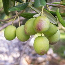  Arbequina Extra Virgin Olive Oil (Delicate) - Spain - 2021