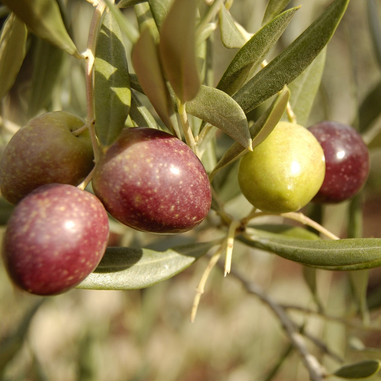 Picual Family Reserve Extra Virgin Olive Oil (Robust) - Spain 2022