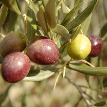  Picual Family Reserve Extra Virgin Olive Oil (Robust) - Spain 2022