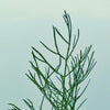 Dill Extra Virgin Olive Oil