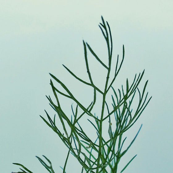 Dill Extra Virgin Olive Oil