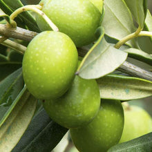  Nocellara Extra Virgin Olive Oil (Delicate) -