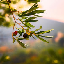  Favolosa – Extra Virgin Olive Oil (Mild) - South Africa 2024