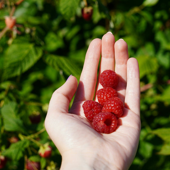 Wild Raspberry White Balsamic Vinegar