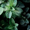 Santorini Oregano White Balsamic Vinegar