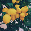 Sicilian Lemon White Balsamic Vinegar
