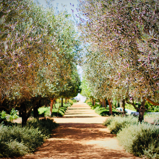 Leccino Extra Virgin Olive Oil (Mild) - South Africa (2023)