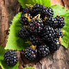 Blackberry Ginger Dark Balsamic Vinegar