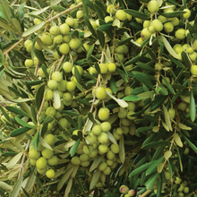  Coratina Extra Virgin Olive Oil (Robust) - Italy 2024