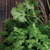 Garlic Cilantro White Balsamic Vinegar