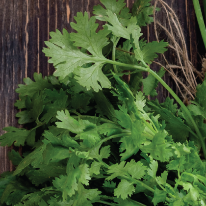 Garlic Cilantro White Balsamic Vinegar