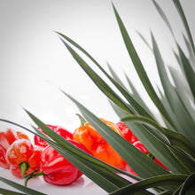  Habañero Agave Agrodolce