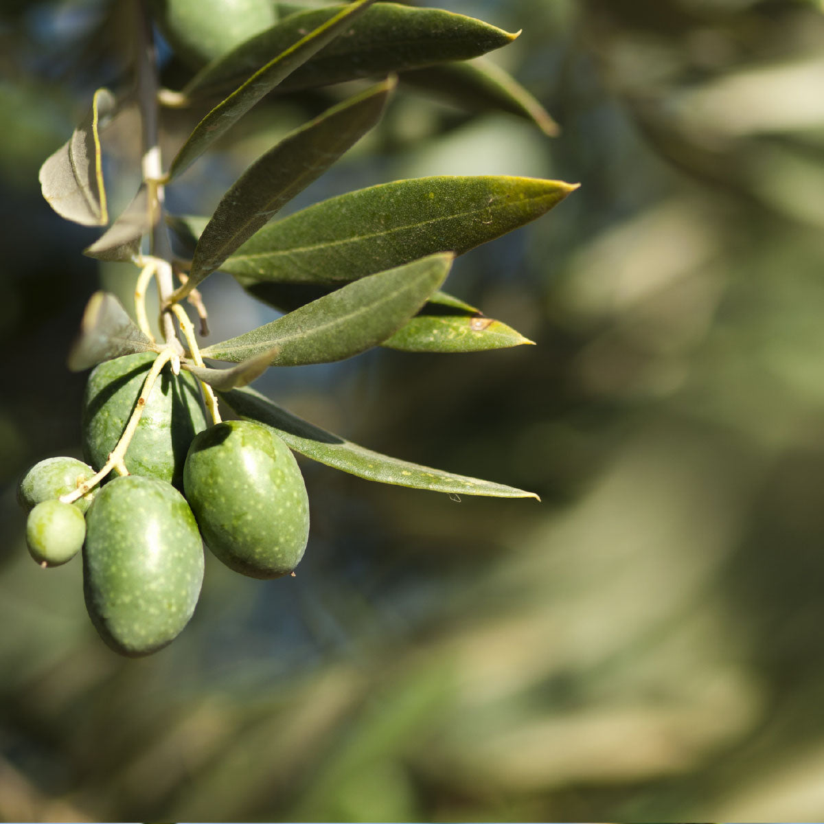 Koroneiki Extra Virgin Olive Oil (Medium) - Chile - 2021 - Bulk
