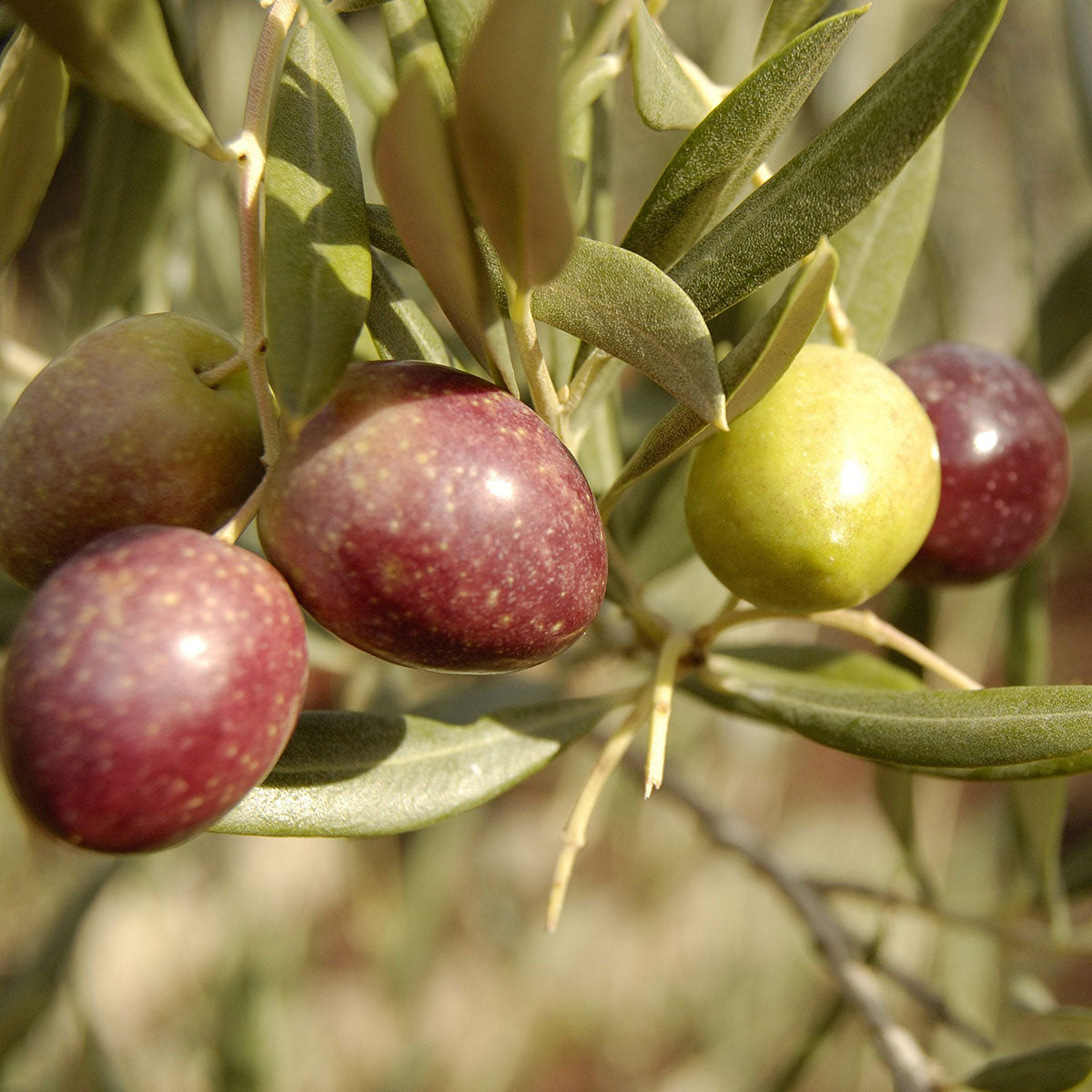 Picual Extra Virgin Olive Oil (Medium) - Spain 2021 - Bulk